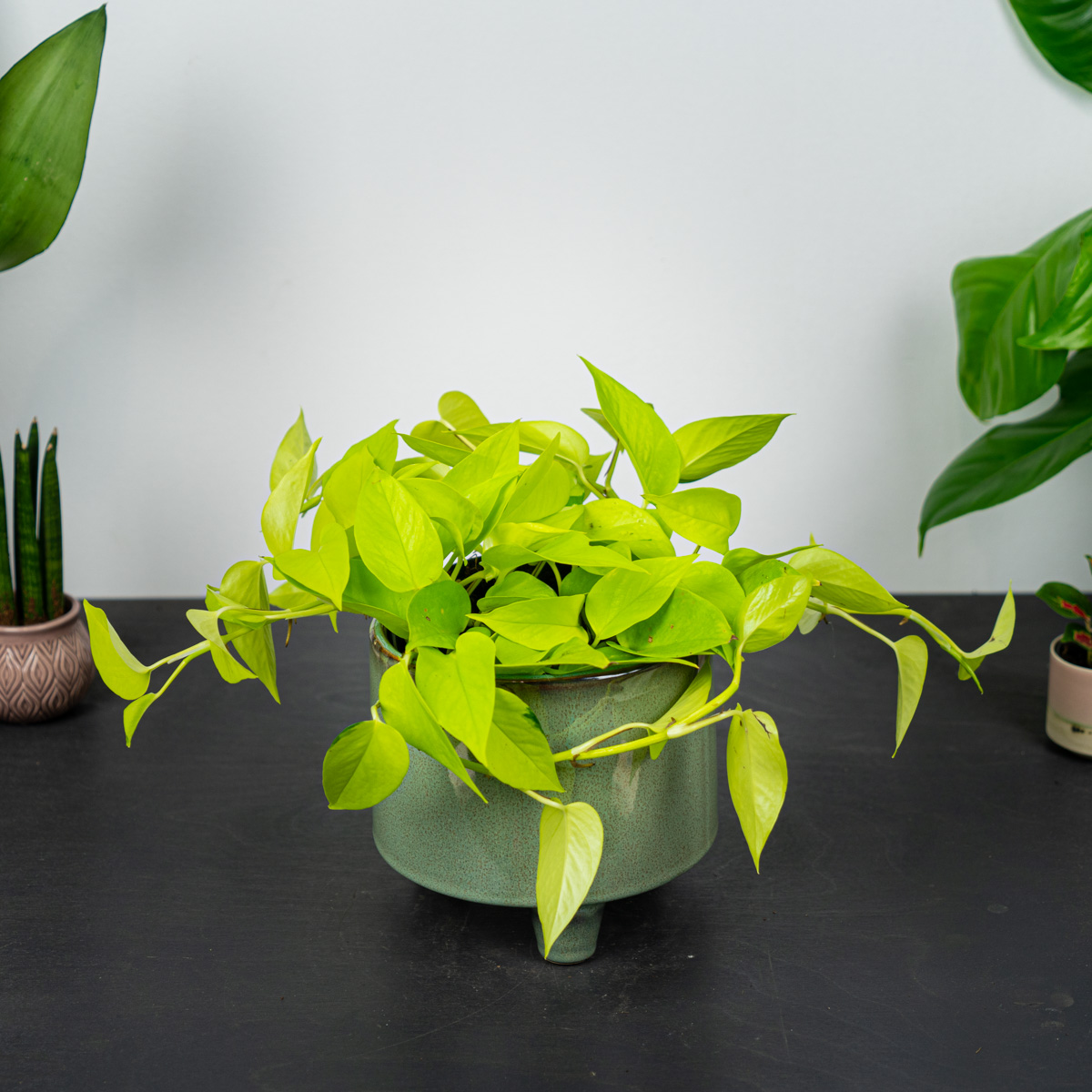 Epipremnum golden pothos