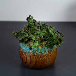 trzykrotka-hijau-baru-tradescantia