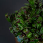 trzykrotka-hijau-baru-tradescantia