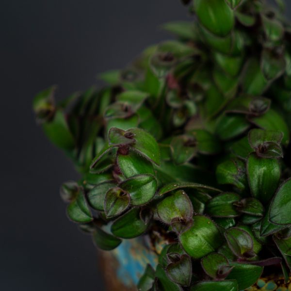trzykrotka-hijau-baru-tradescantia trzykrotka-hijau-baru-tradescantia