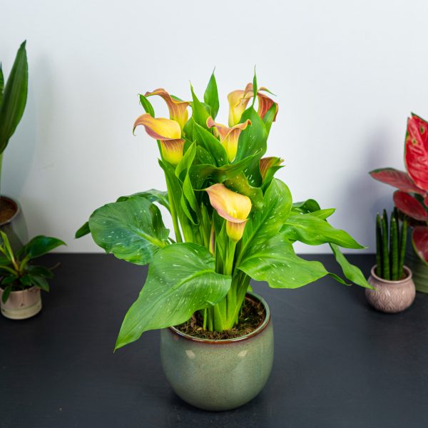 zantedeschia-qatar-orange-kalla