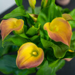 zantedeschia-qatar-orange-kalla