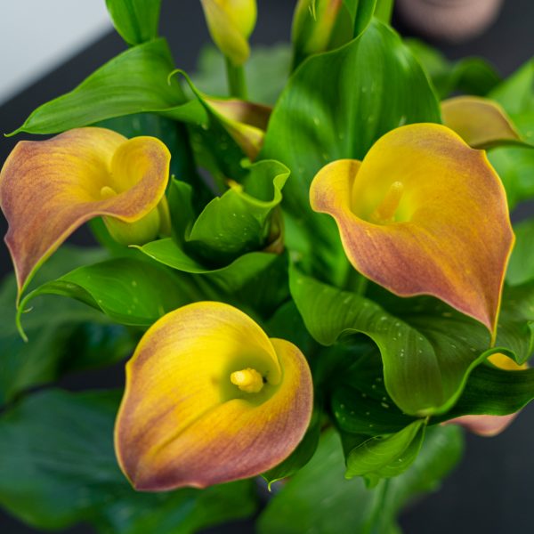 zantedeschia-qatar-orange-kalla zantedeschia-qatar-orange-kalla