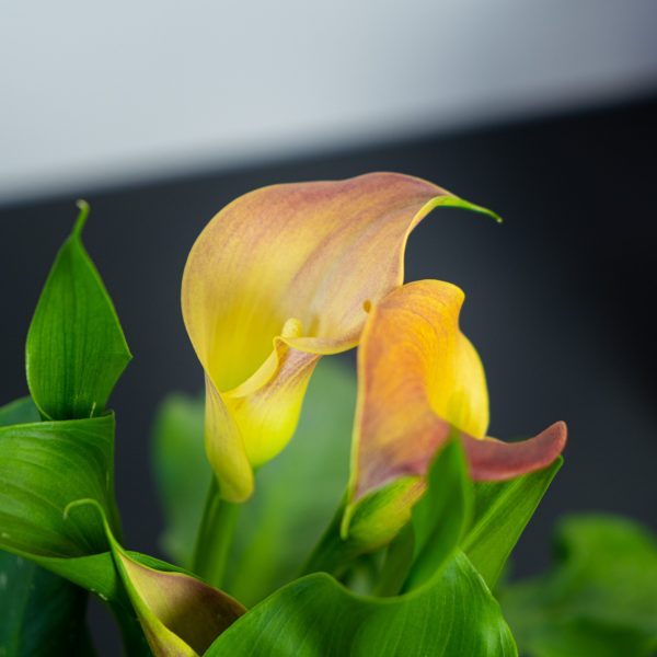 zantedeschia-qatar-orange-kalla zantedeschia-qatar-orange-kalla