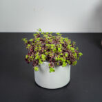 crassula-marginalis