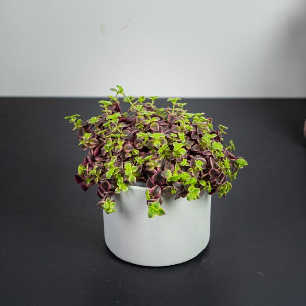 crassula-marginalis crassula-marginalis