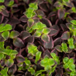 crassula-marginalis
