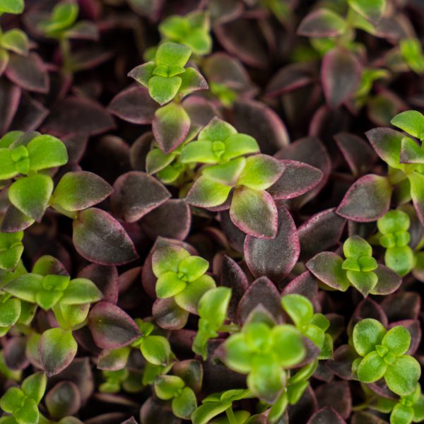 crassula-marginalis crassula-marginalis