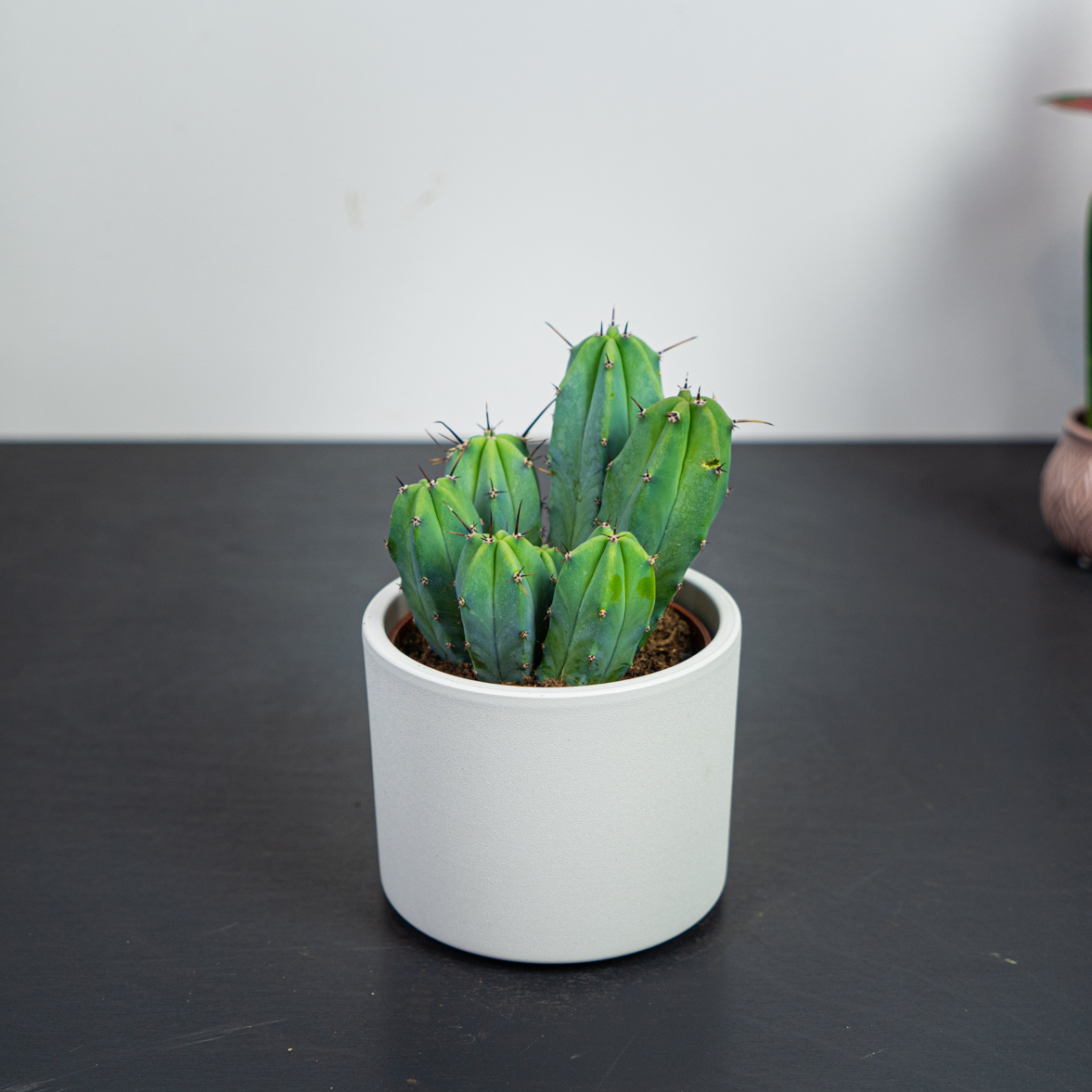Cereus
