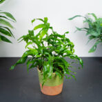 paproc-kangurza-microsorum-diversifolium