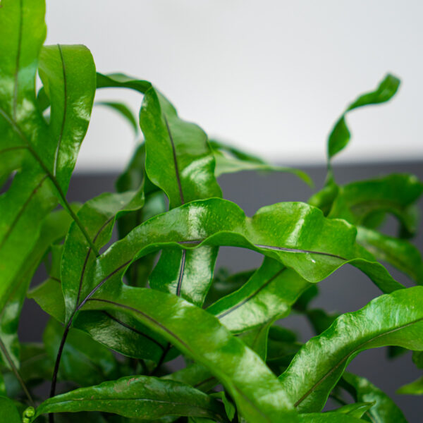 paproc-kangurza-microsorum-diversifolium paproc-kangurza-microsorum-diversifolium