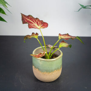 caladium-blushing-bride