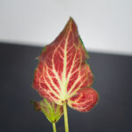 caladium-blushing-bride