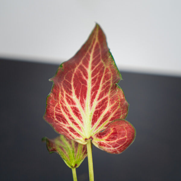 caladium-blushing-bride caladium-blushing-bride