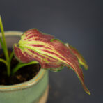 caladium-blushing-bride
