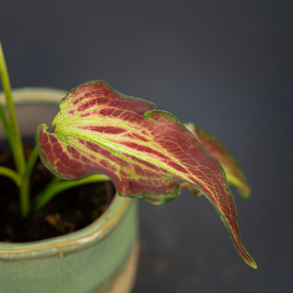 caladium-blushing-bride caladium-blushing-bride