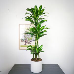 dracaena-fragrans-cintho