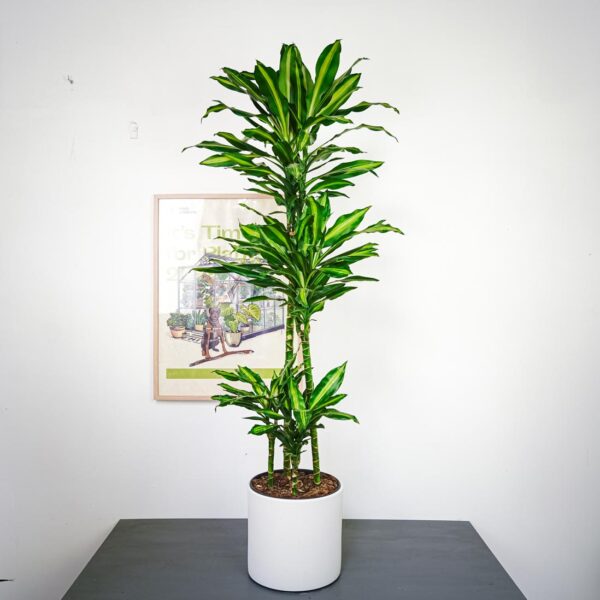 dracaena-fragrans-cintho dracaena-fragrans-cintho