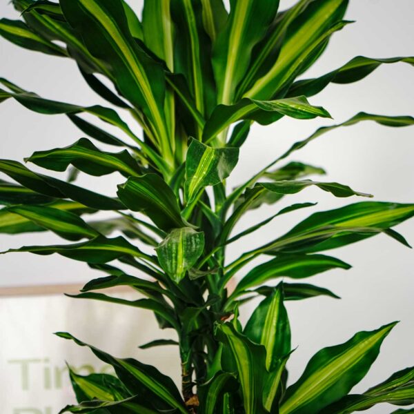 dracaena-fragrans-cintho dracaena-fragrans-cintho