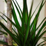 dracaena-marginata-dracena