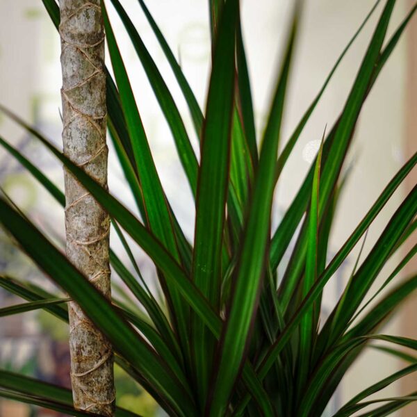 dracaena-marginata-dracena dracaena-marginata-dracena