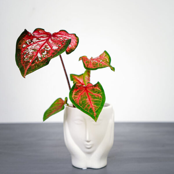 caladium-pink-panther
