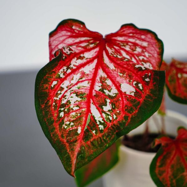 caladium-pink-panther caladium-pink-panther
