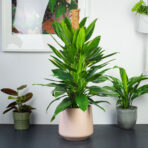 monstera-cobra-standleyana-variegata