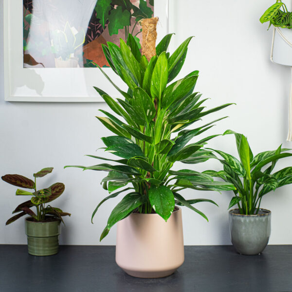 monstera-cobra-standleyana-variegata monstera-cobra-standleyana-variegata