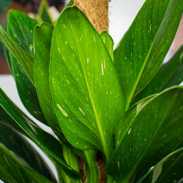 monstera-cobra-standleyana-variegata monstera-cobra-standleyana-variegata
