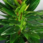 monstera-cobra-standleyana-variegata