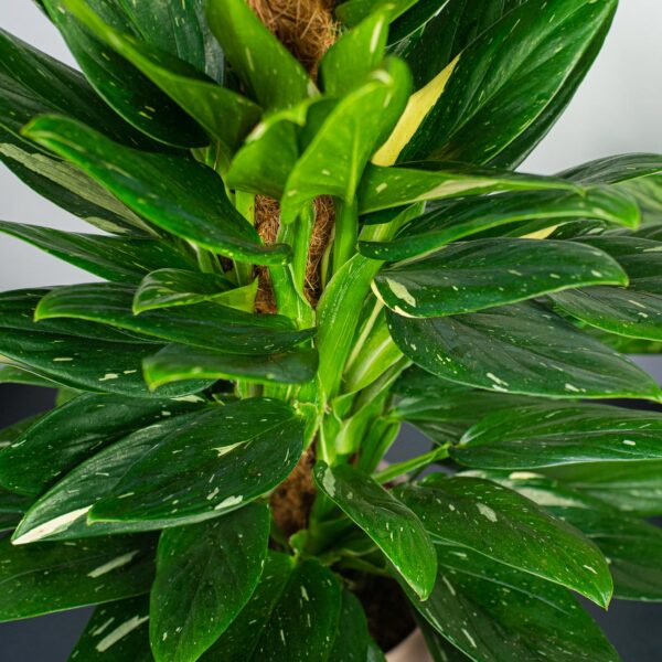 monstera-cobra-standleyana-variegata monstera-cobra-standleyana-variegata