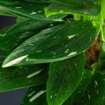 monstera-cobra-standleyana-variegata