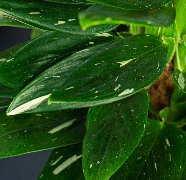 monstera-cobra-standleyana-variegata monstera-cobra-standleyana-variegata