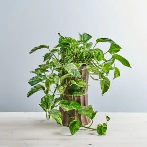 Epipremnum marble queen