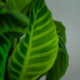 calathea-zebrina