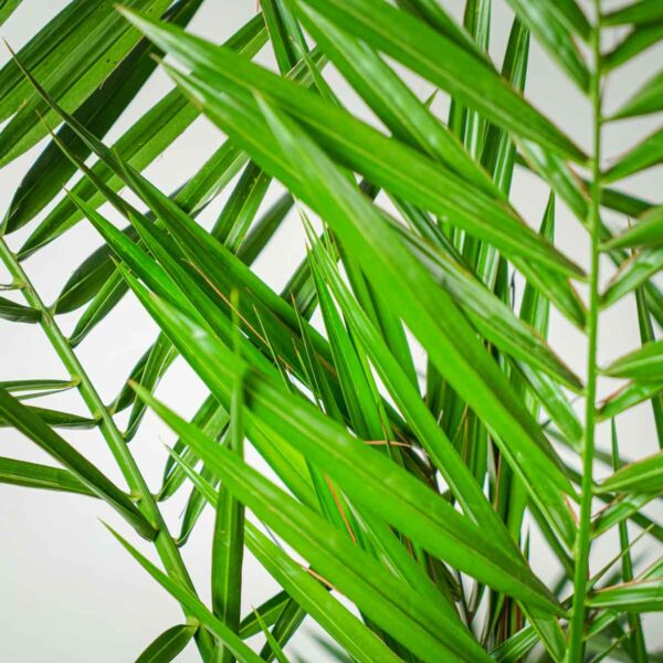 daktylowiec-kanaryjski-phoenix-canariensis (2) daktylowiec-kanaryjski-phoenix-canariensis