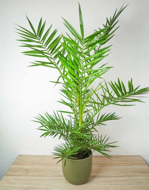 daktylowiec-kanaryjski-phoenix-canariensis daktylowiec-kanaryjski-phoenix-canariensis