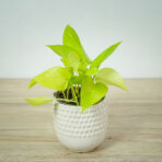 epipremnum-golden-pothos