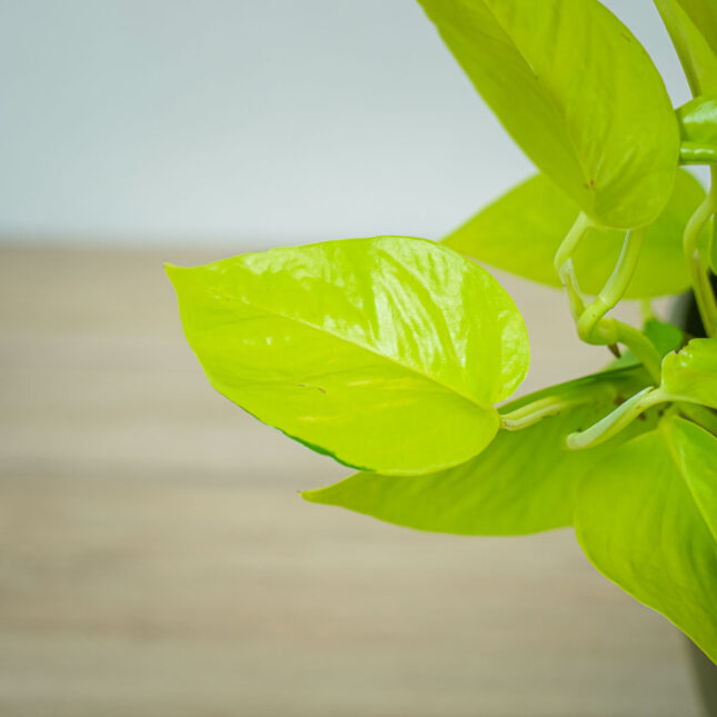 epipremnum-golden-pothos (2) epipremnum-golden-pothos