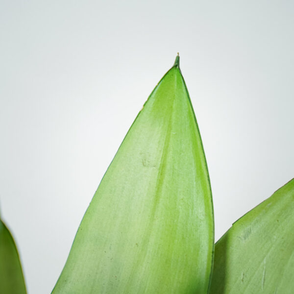 sansevieria-moonshine (2) sansevieria-moonshine