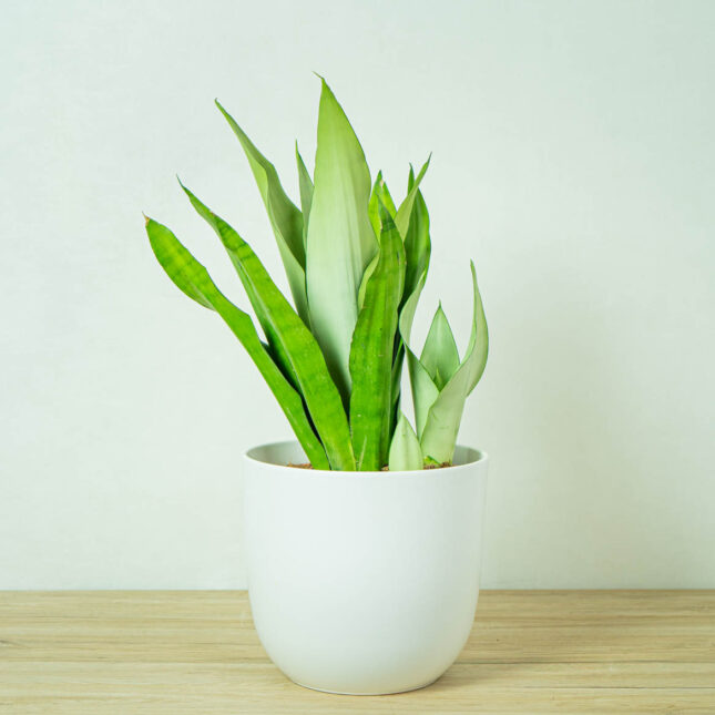 sansevieria-moonshine (3) sansevieria-moonshine