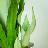 sansevieria-moonshine