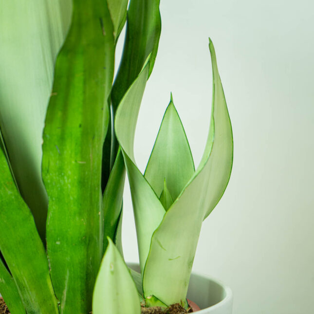 sansevieria-moonshine (4) sansevieria-moonshine
