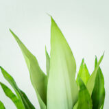 sansevieria-moonshine