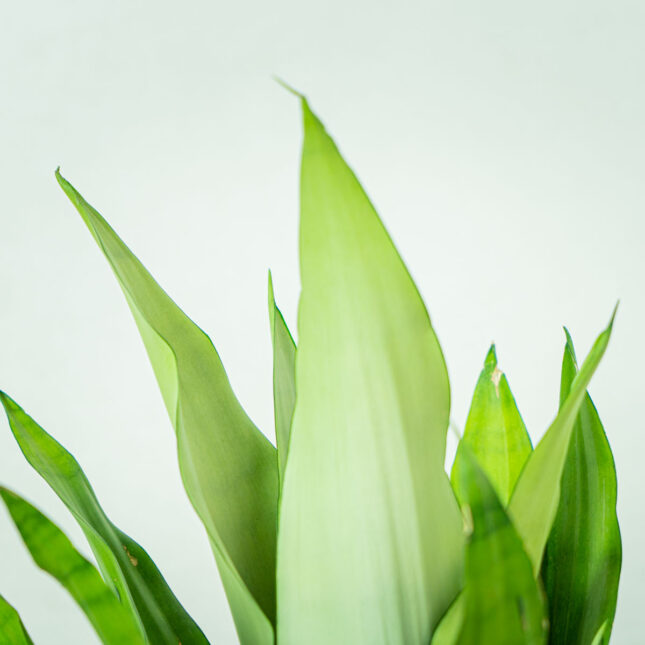 sansevieria-moonshine (5) sansevieria-moonshine
