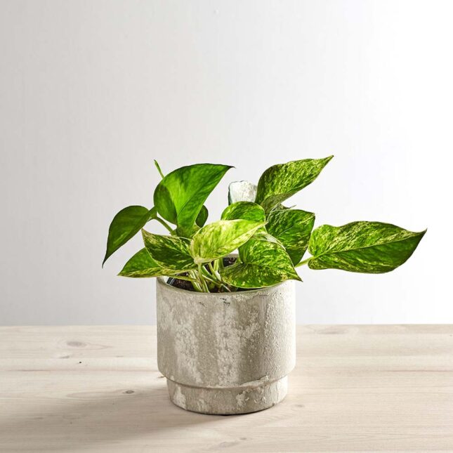 szkalrnia1k_0148_0417SZKLARNIA 148 Epipremnum marble queen
