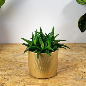 haworsja-pentagona-haworthia