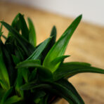 haworsja-pentagona-haworthia