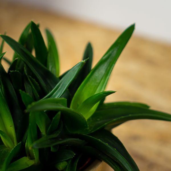 haworsja-pentagona-haworthia haworsja-pentagona-haworthia